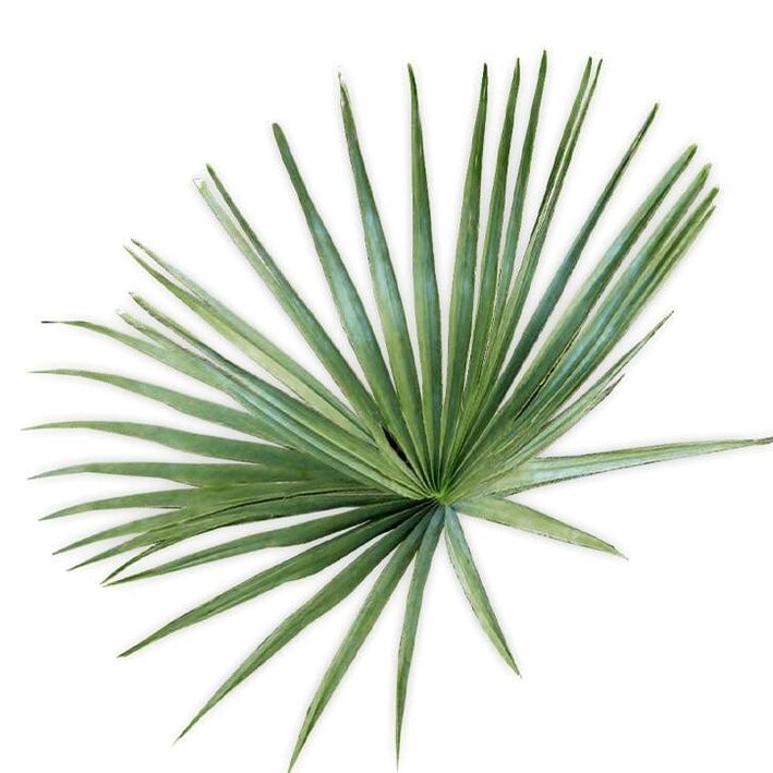 Saw palmetto - komposisjon UltraMax Testo Enhancer